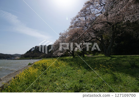 鳥取四季漫步春天青島 127109700