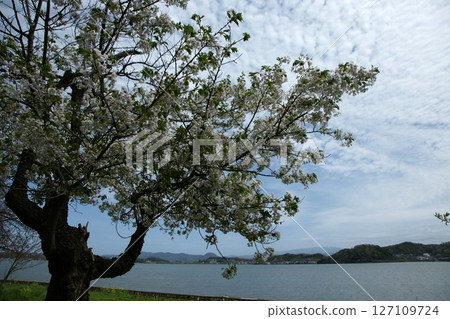 Tottori four seasons walk spring Qingdao Tottori four seasons walk spring Qingdao 127109724