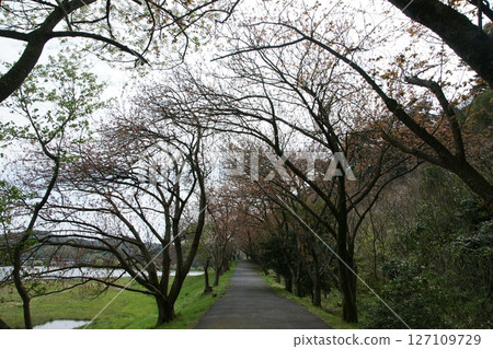 Tottori four seasons walk spring Qingdao Tottori four seasons walk spring Qingdao 127109729