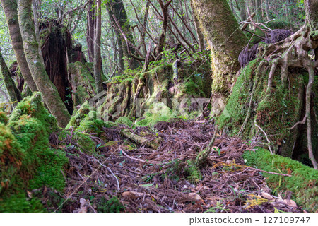 Yakushima Shiratani Unsuikyo: Japan's most beautiful moss forest (October) 127109747