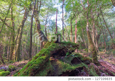 Yakushima Shiratani Unsuikyo Gorge: A forest filled with sunlight filtering through the trees and the gods (October 127109835