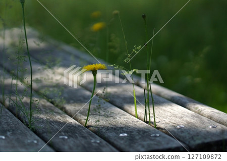 鳥取四季漫步春天青島 127109872