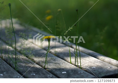 鳥取四季漫步春天青島 127109873