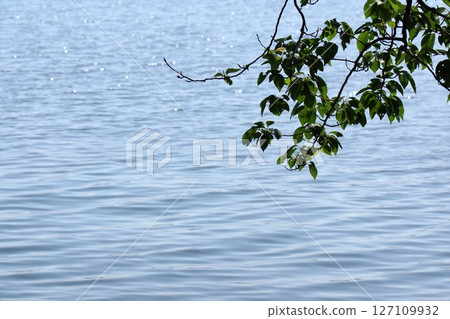 Tottori four seasons walk spring Qingdao 127109932