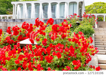 神戶須磨離宮公園花園裡盛開的玫瑰和噴泉 127110106