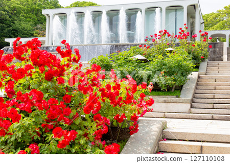 Blooming roses and a fountain in the garden at Suma Rikyu Park in Kobe 127110108