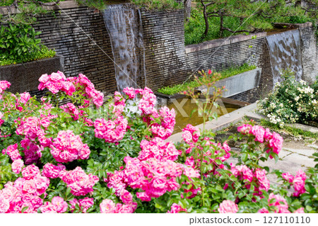 Blooming roses and a fountain in the garden at Suma Rikyu Park in Kobe Blooming roses and a fountain in the garden at Suma Rikyu Park in Kobe 127110110