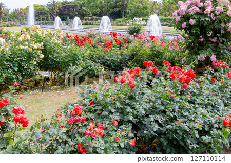 神戶須磨離宮公園花園裡盛開的玫瑰和噴泉 127110114