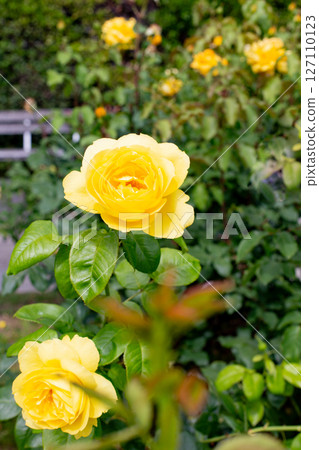 神戶須磨離宮公園的花園裡盛開的玫瑰 127110123