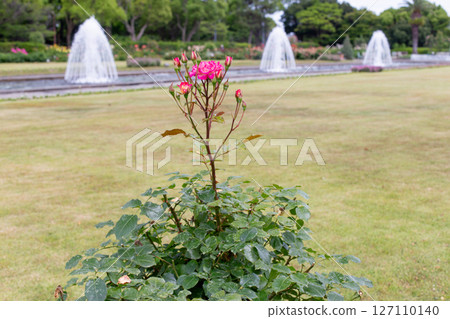 神戶須磨離宮公園花園裡盛開的玫瑰和噴泉 127110140