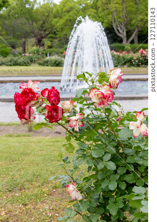 Blooming roses and a fountain in the garden at Suma Rikyu Park in Kobe Blooming roses and a fountain in the garden at Suma Rikyu Park in Kobe 127110143
