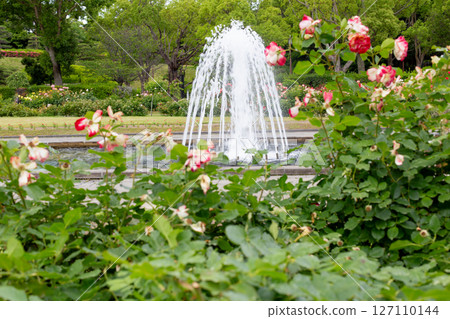 神戶須磨離宮公園花園裡盛開的玫瑰和噴泉 神戶須磨離宮公園花園裡盛開的玫瑰和噴泉 127110144