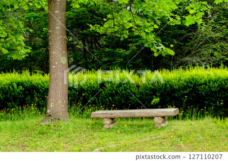 Park bench and spring light in May Park bench and spring light in May 127110207