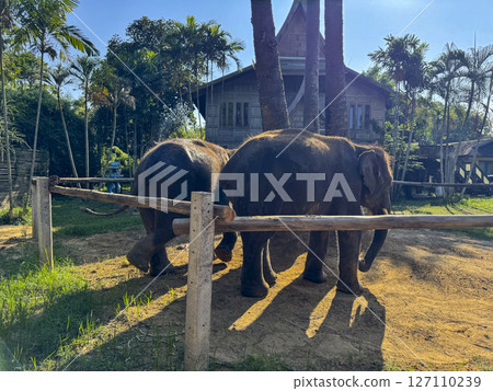 Cute exotic elephants in a serene environment for preservation, gray Asian elephants walking peacefully in a nature park. Symbolizing the importance of conservation and wildlife protection. Cute exotic elephants in a serene environment for preservation, gray Asian elephants walking peacefully in a nature park. Symbolizing the importance of conservation and wildlife protection. 127110239