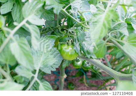 Green tomatoes in the vegetable garden 127110408