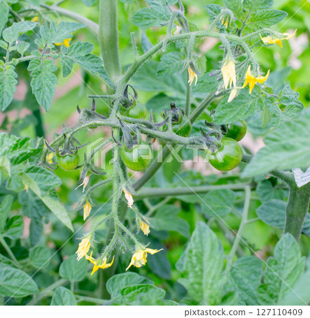 Green tomatoes in the vegetable garden 127110409