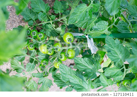 Green tomatoes in the vegetable garden Green tomatoes in the vegetable garden 127110411