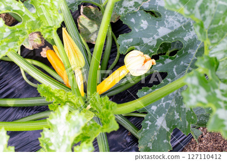 Zucchini flowers blooming and fruit starting to form in a home garden in June Zucchini flowers blooming and fruit starting to form in a home garden in June 127110412
