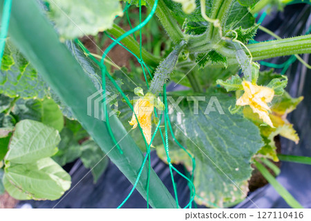 Cucumbers with small flowers in the vegetable garden Cucumbers with small flowers in the vegetable garden 127110416