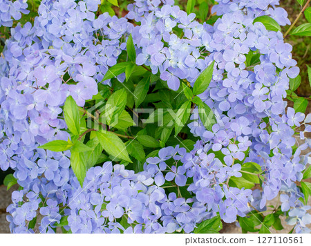 Round blooming hydrangea 127110561