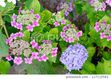 盛開的繡球花 127110563