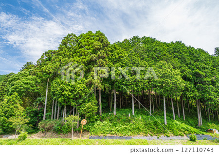 Coniferous forest in Ooto, Kinomoto Town, Nagahama City, Shiga Prefecture 127110743