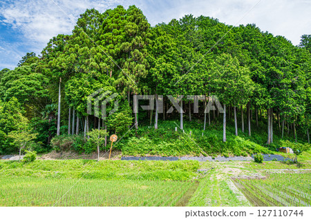 滋賀縣長濱市木之本町大頭的針葉林 127110744