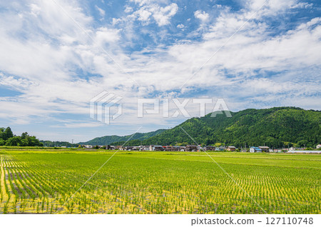 Rice field scenery in Kinomoto Town, Kohoku region, Shiga Prefecture Nagahama City Rice field scenery in Kinomoto Town, Kohoku region, Shiga Prefecture Nagahama City 127110748