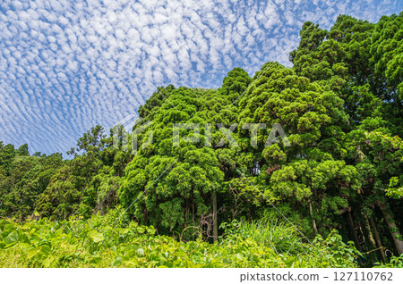 滋賀縣長濱市紀之本町大戶港北地區的針葉林 滋賀縣長濱市紀之本町大戶港北地區的針葉林 127110762