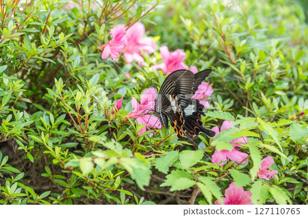一隻燕尾蝶（Swallowtail）正在從杜鵑花中吸食花蜜 127110765