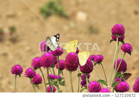 陶瓷雞冠花和Colias monadelpha 陶瓷雞冠花和Colias monadelpha 127110872