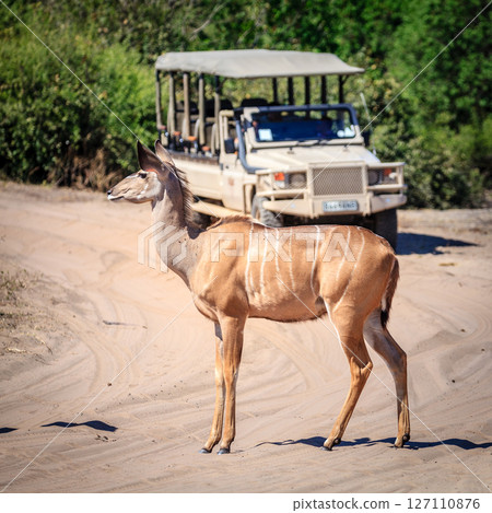 Wildlife safari in Chobe National Park 127110876