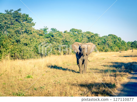 Wild elephant on the road 127110877