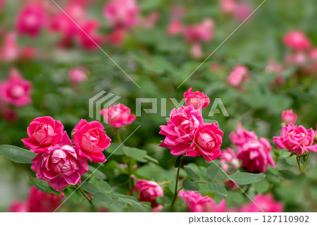 A rose garden in May 127110902