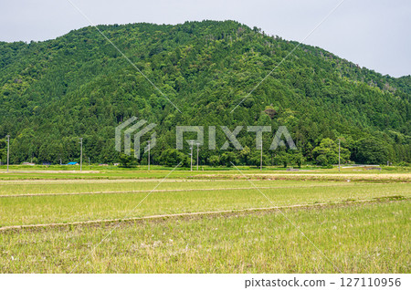 滋賀縣長濱市江北地區木之本町的稻田風光 127110956
