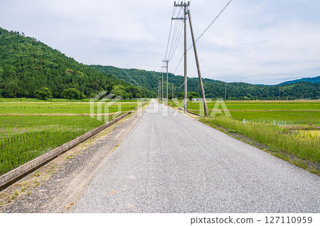 Rice field scenery in Kinomoto Town, Kohoku region, Shiga Prefecture Nagahama City 127110959