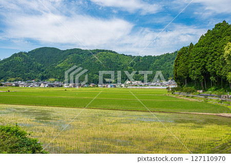 Rice field scenery in Kinomoto Town, Kohoku region, Shiga Prefecture Nagahama City 127110970