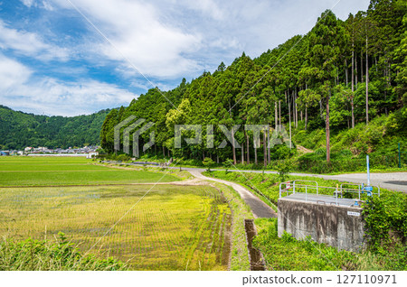 Rice field scenery in Kinomoto Town, Kohoku region, Shiga Prefecture Nagahama City 127110971