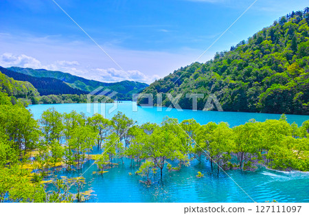 Fresh greenery at Lake Akiogi in Senboku City, Akita Prefecture, and the submerged forest in the dam lake 127111097
