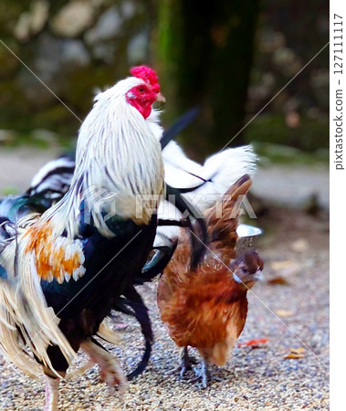 石上神社的神鳥 127111117