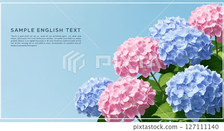 Vibrant pink and blue hydrangeas with a bright blue sky in the background 127111140