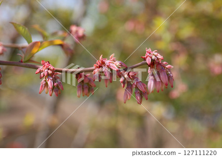藍鈴花樹盛開 127111220