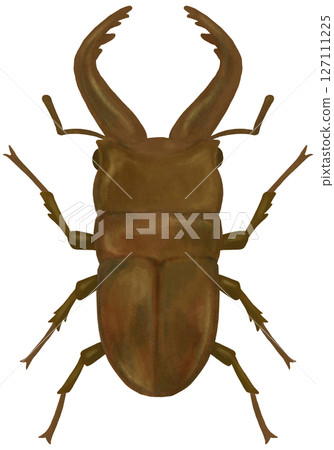 鍬蟲插圖 127111225