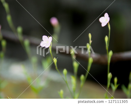 小花 127111305