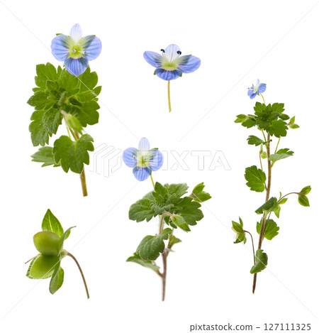 Veronica flower on white background Veronica flower on white background 127111325