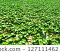 pond with green plant 127111462