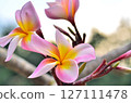 Frangipani flower in nature 127111478