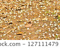 Beautiful Kasalong flowers fall on the ground 127111479