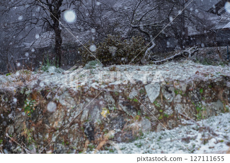 這張照片是在京都南丹市美山町被雪覆蓋的茅草屋頂村拍攝的。 127111655