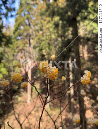 矢古森山(三俁殖民地) 矢古森山(三俁殖民地) 127111740